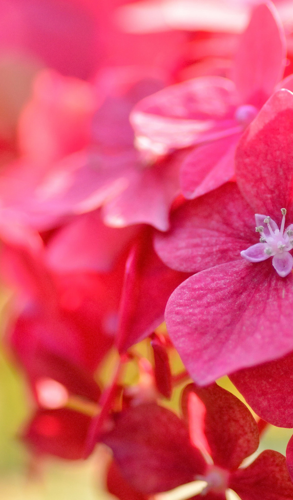 Красные красивые цветы гортензия крупным планом