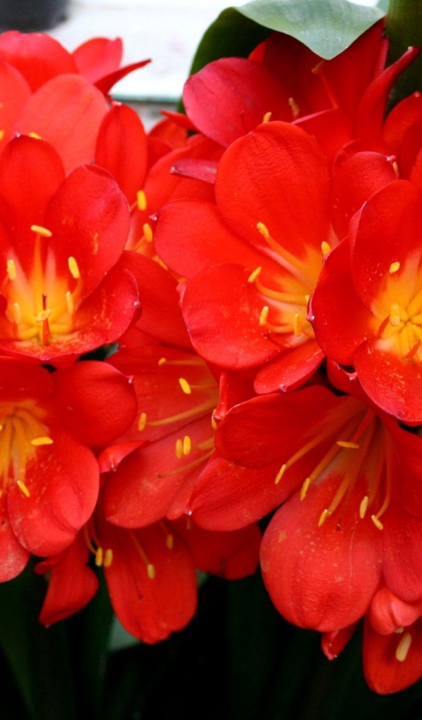 Красные красивые комнатные цветы кливия