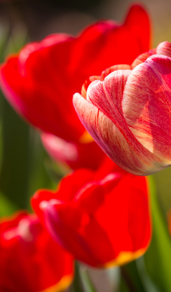 Красные красивые тюльпаны крупным планом