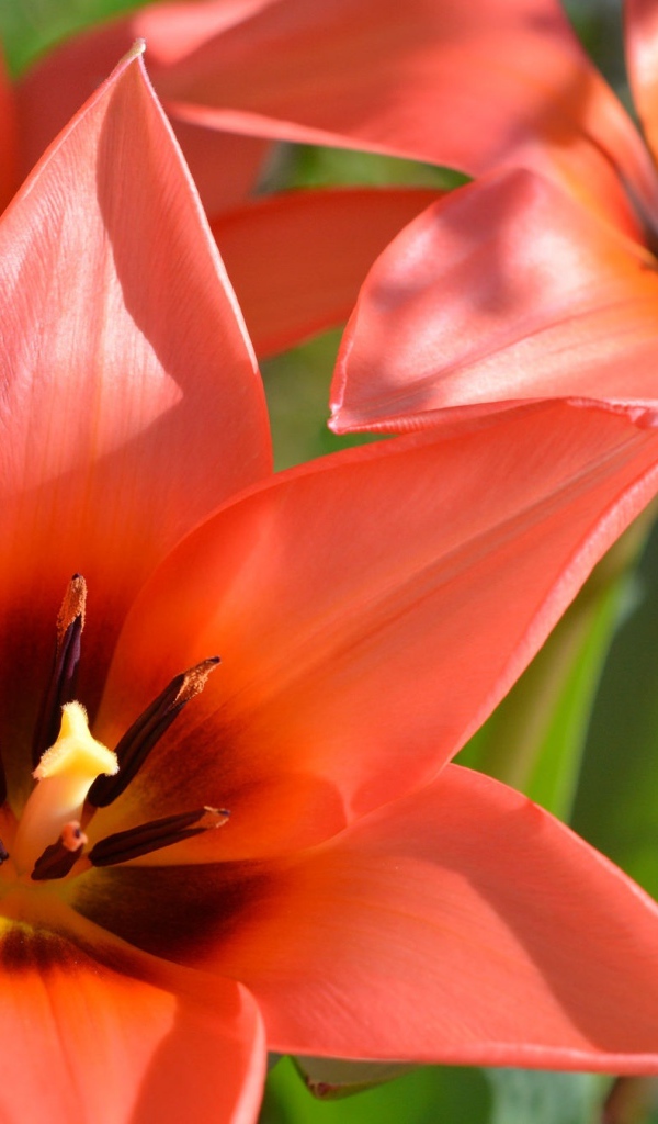 Красные распустившиеся тюльпаны крупным планом 