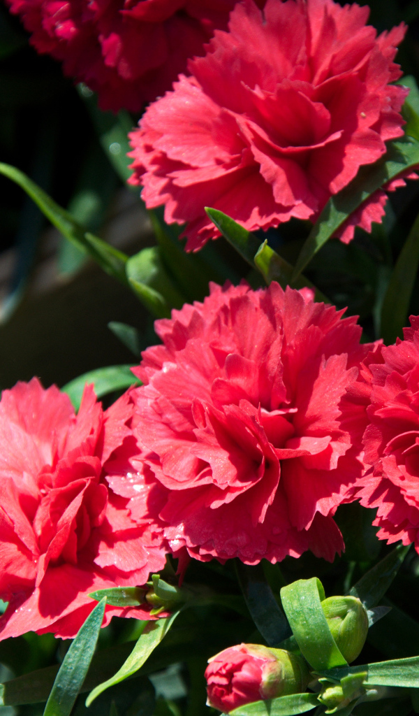 Красные гвоздики с бутонами крупным планом