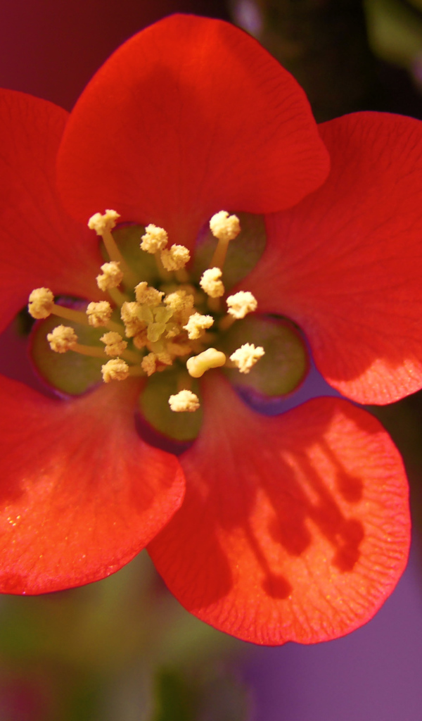 Красный нежный цветок на дереве крупным планом  