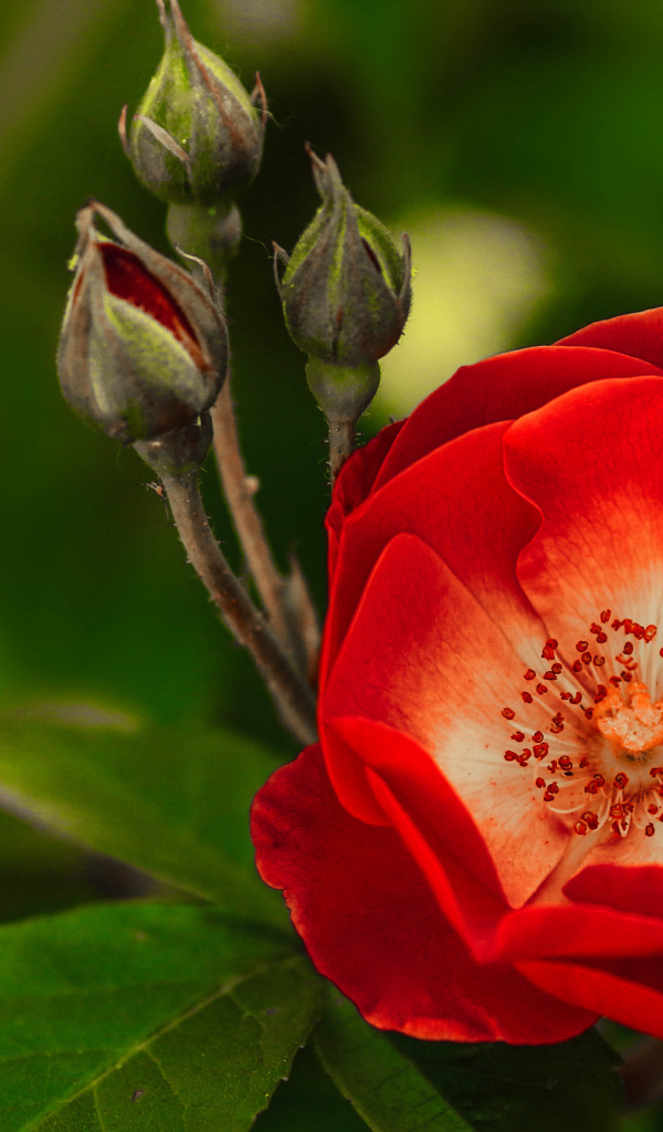 Красная нежная роза с бутонами крупным планом 