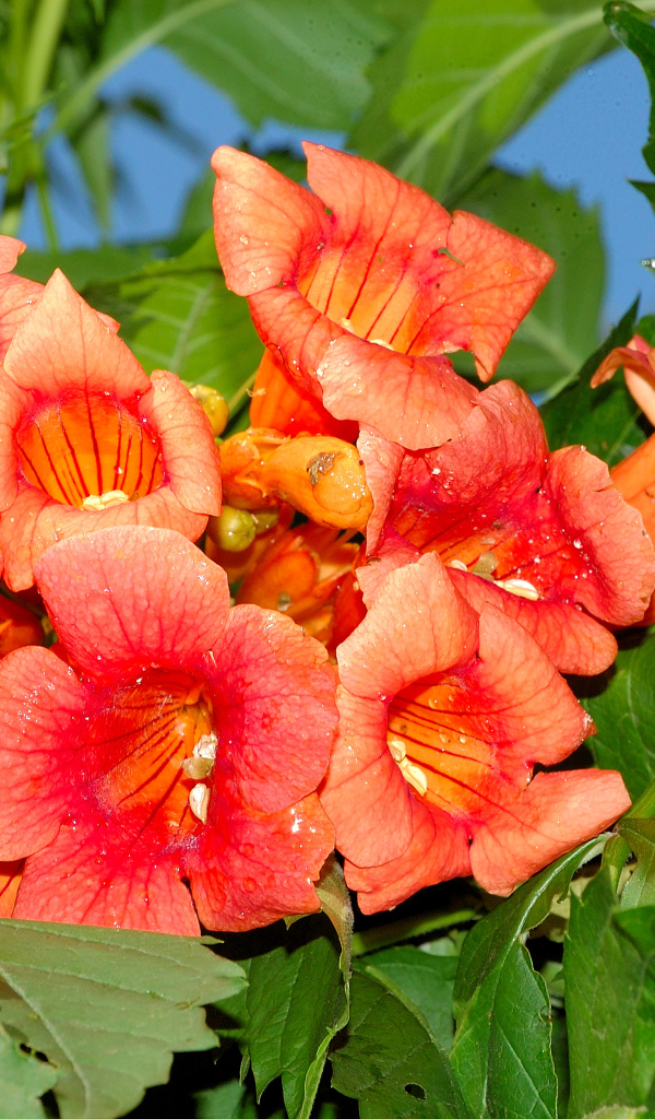 Красные цветы Кампсис крупным планом 