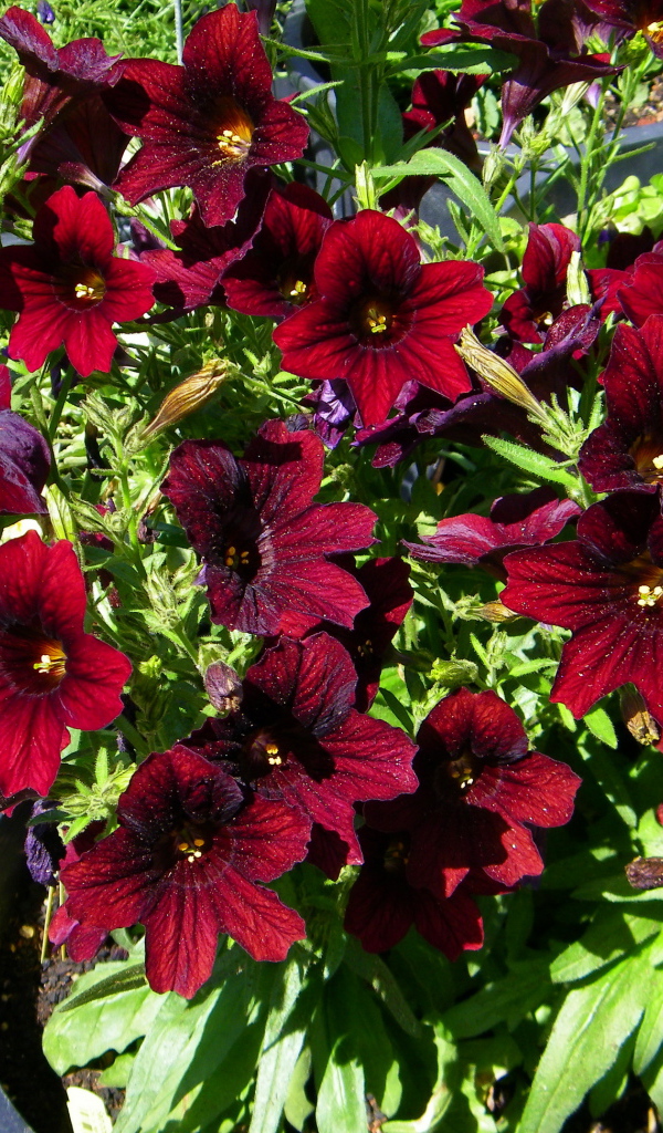 Красные цветы сальпиглоссис растут в горшках