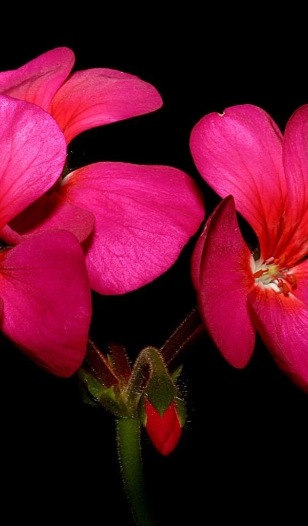 Красные цветы герани на черном фоне крупным планом