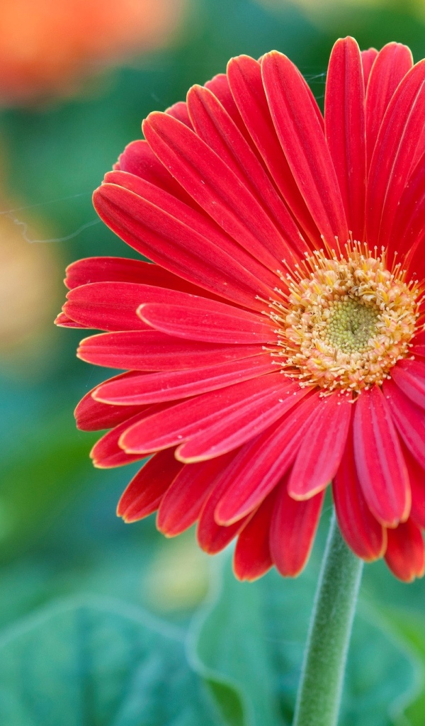 Красный цветок герберы крупным планом