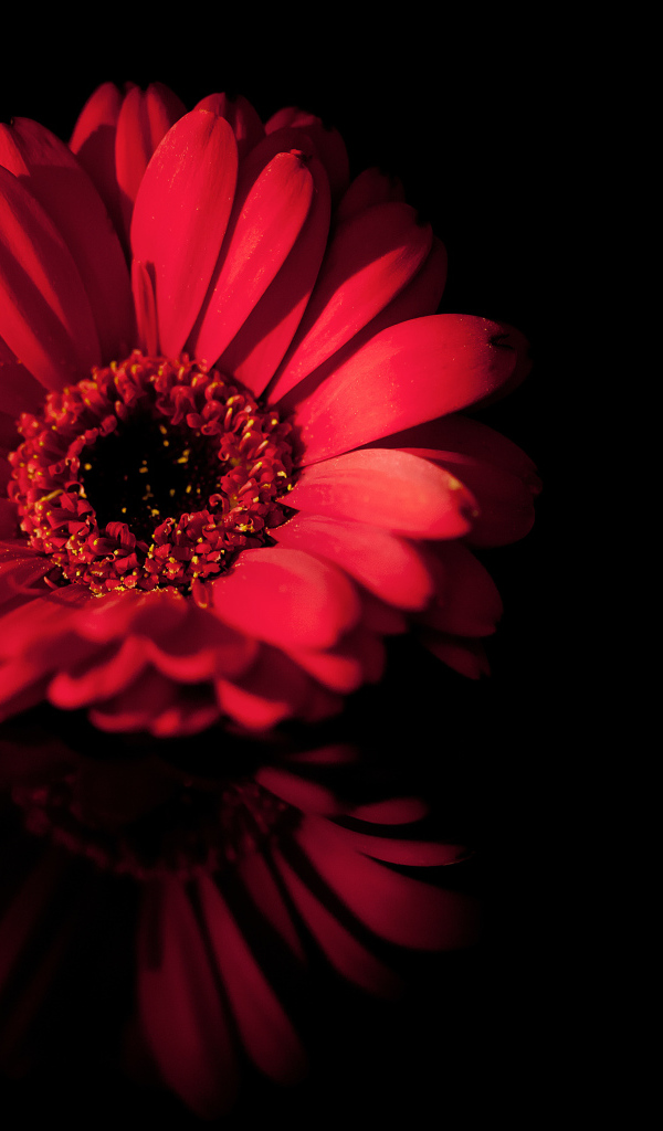 Красный цветок герберы отражается в черной поверхности