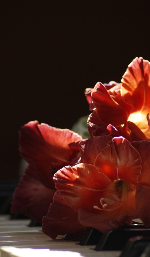 Красный гладиолус лежит на клавишах пианино