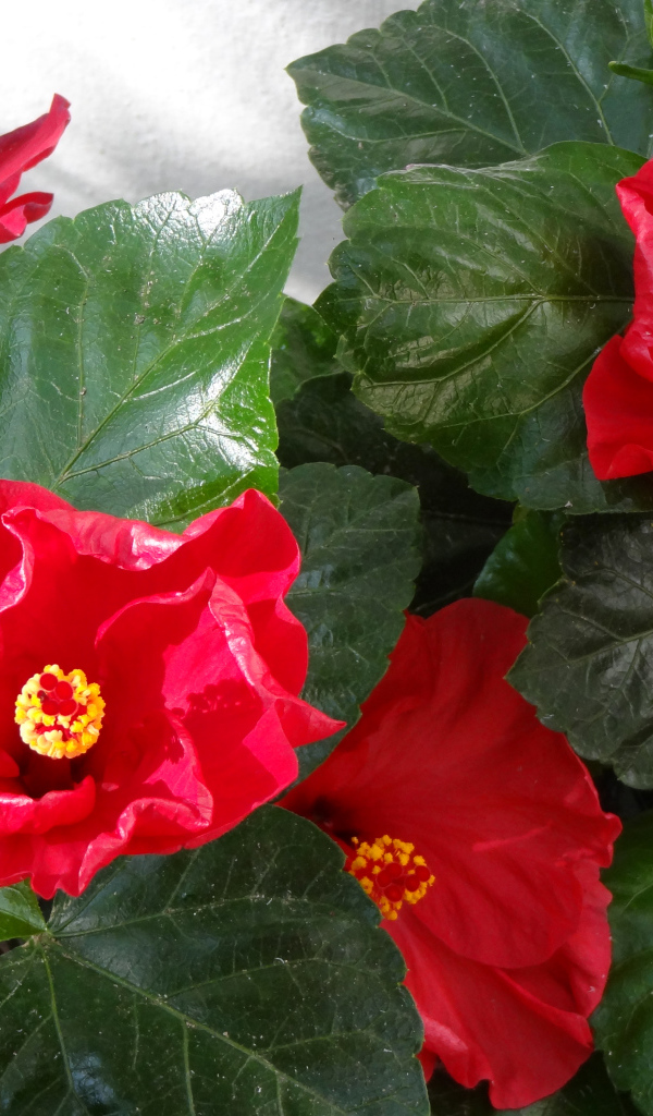 Красные цветы гибискуса с зелеными листьями крупным планом