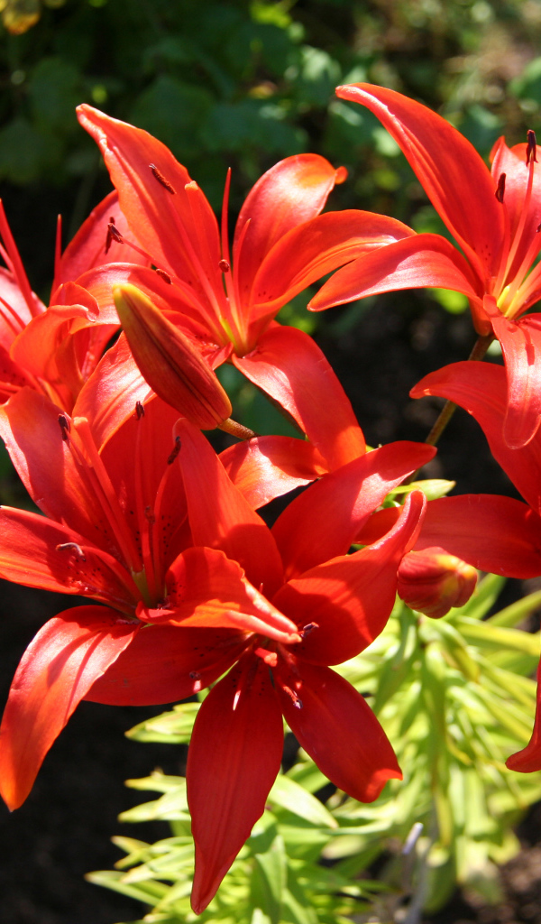 Красные лилии на клумбе крупным планом