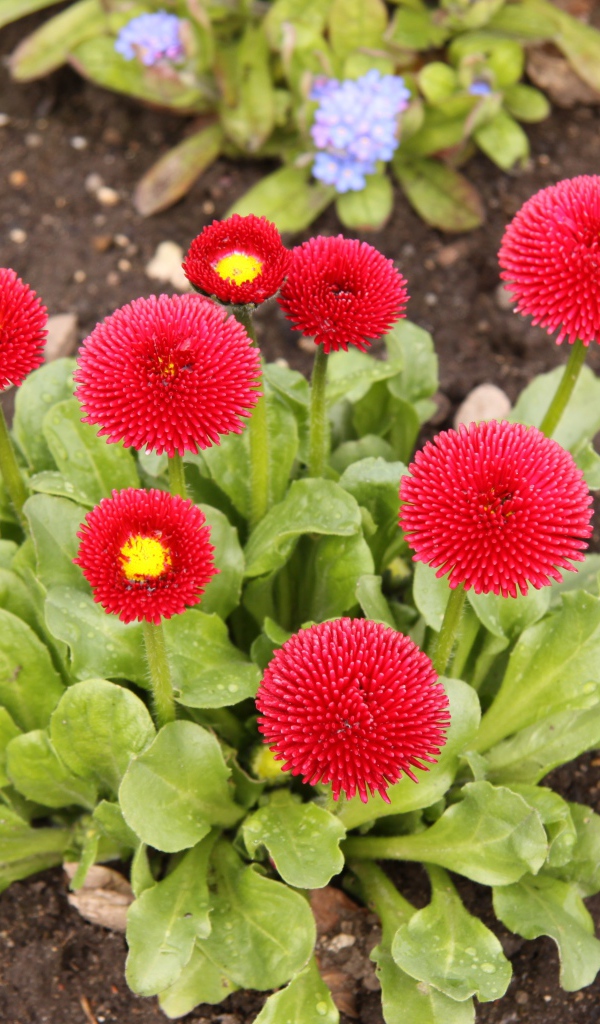 Красные пышные маргаритки на клумбе 