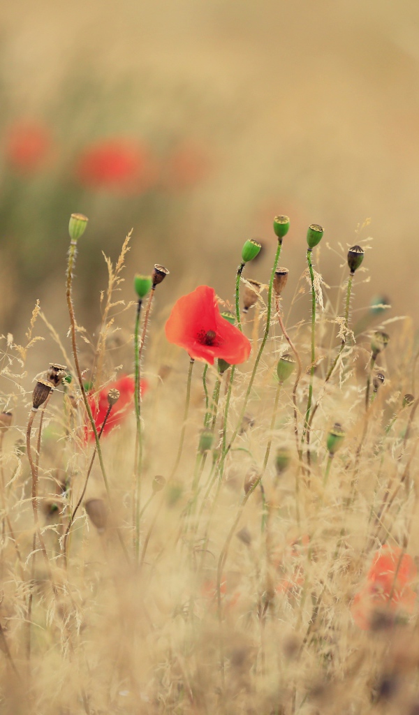 Красные полевые маки растут среди сухой травы