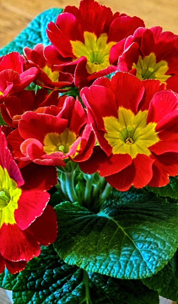 Красный цветок примула крупным планом 