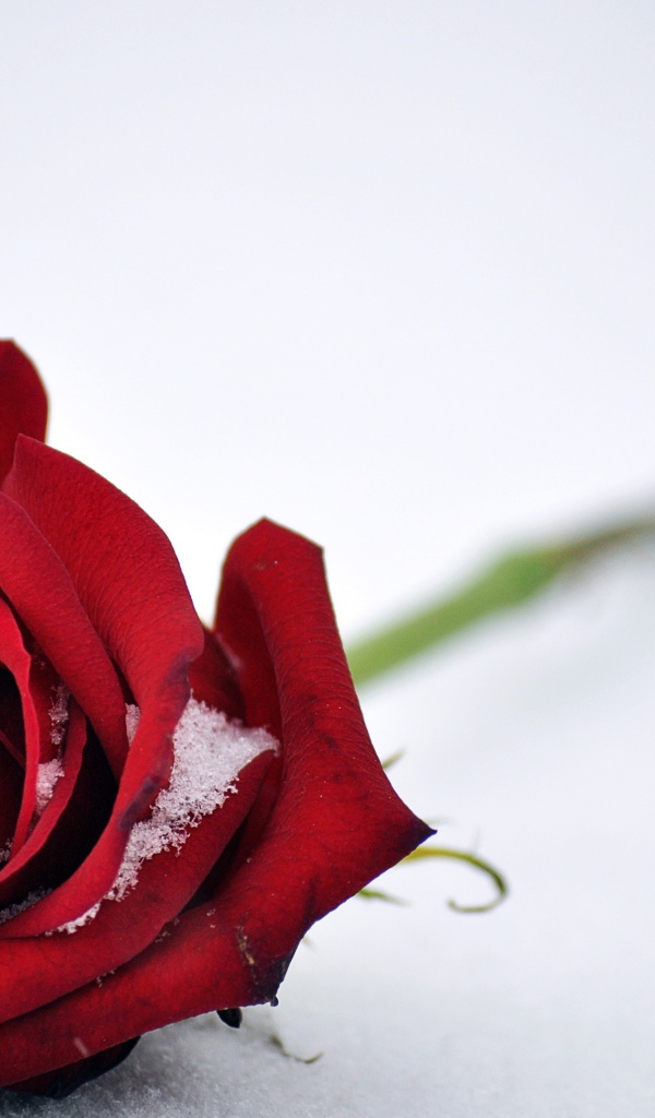 Красная роза на белом снегу 