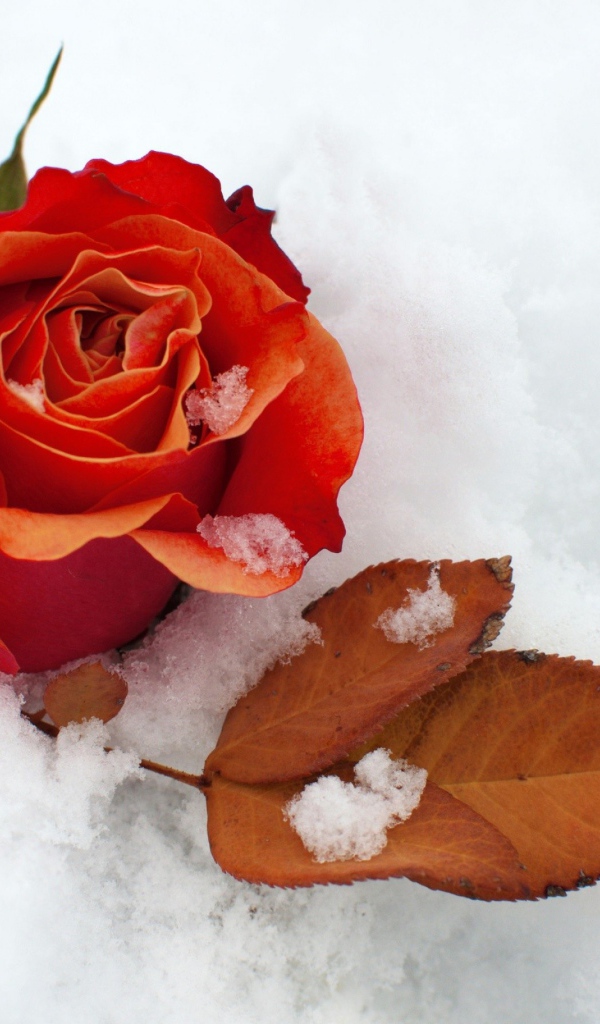 Красная роза с сухим листом на белом снегу