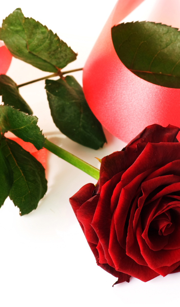 Красная роза с розовой лентой на белом фоне