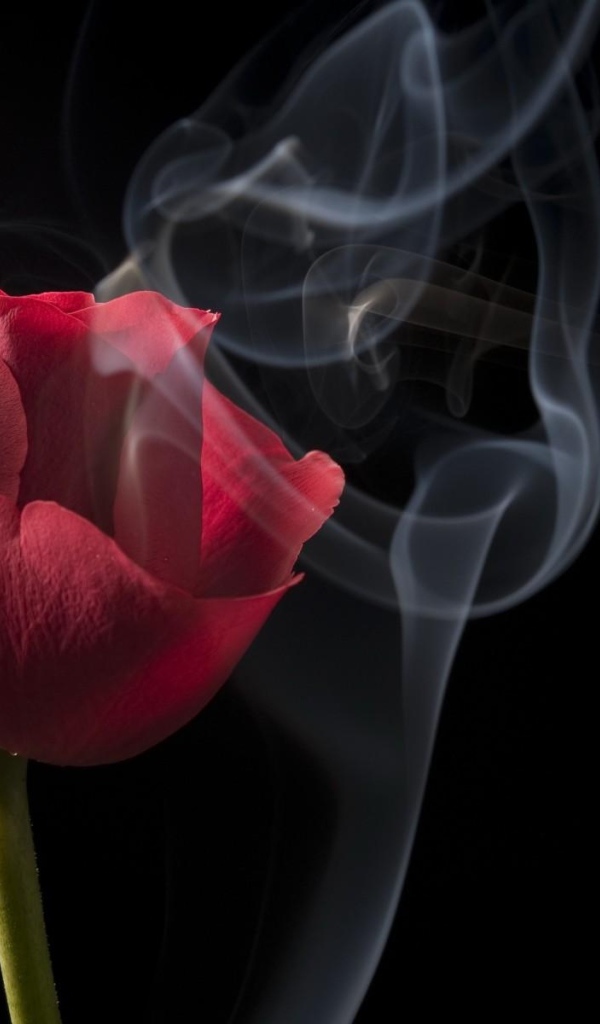 Красная роза с белым дымом на черном фоне крупным планом