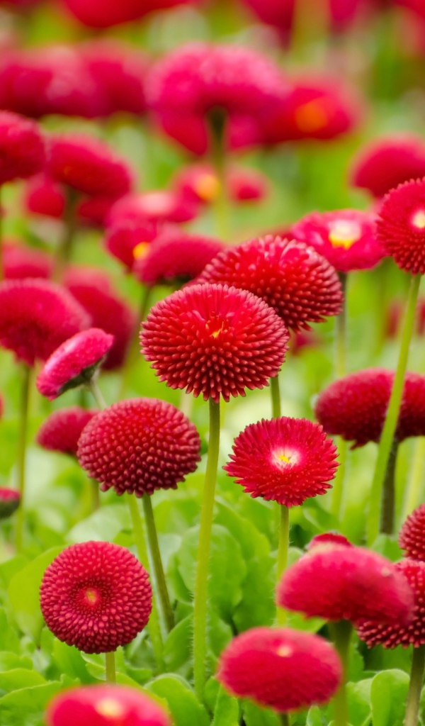 Красные летние цветы маргаритки 