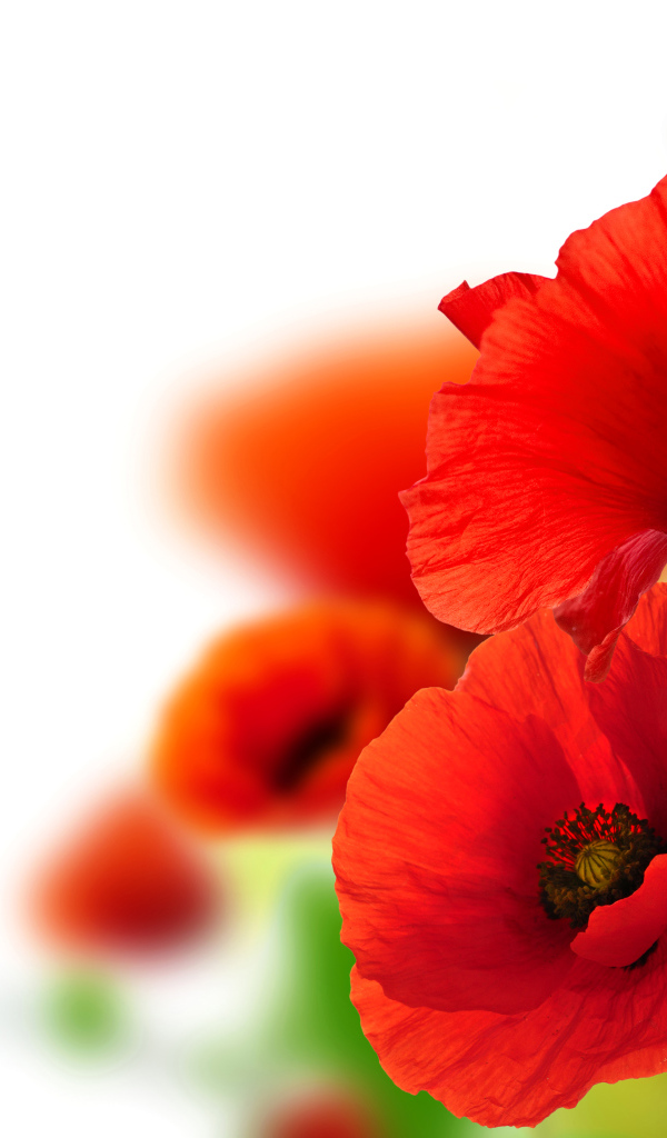 Красные летние маки крупным планом, фон для открытки