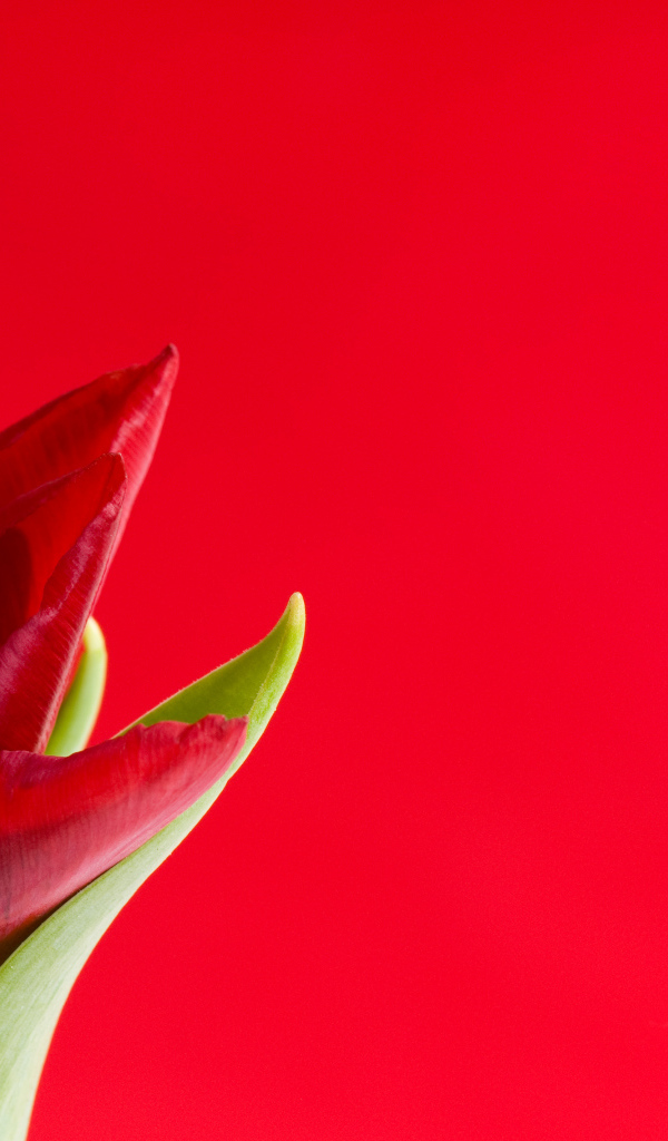 Красный тюльпан на красном фоне, шаблон для поздравительной открытки