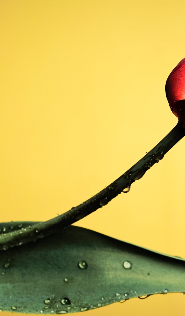 Красный тюльпан с капельками росы на желтом фоне