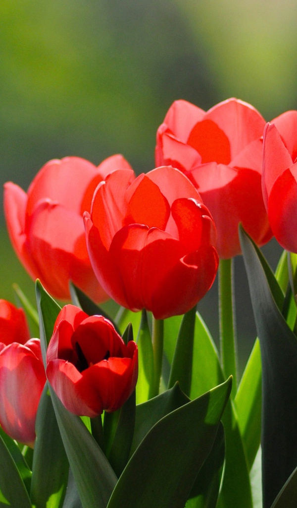 Красные тюльпаны с зелеными листьями
