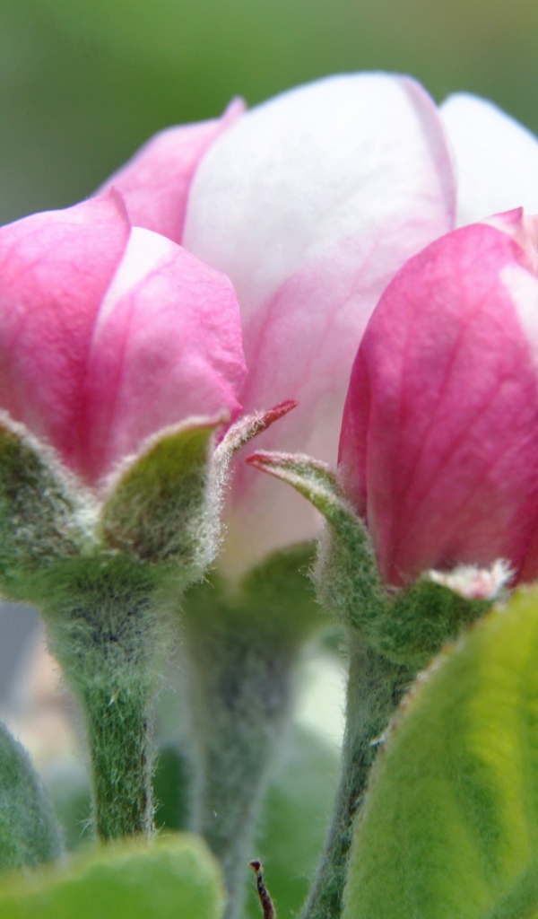 Распускающийся розовый цветок яблони 