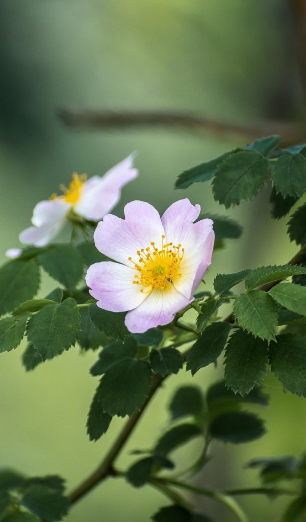 Ветка шиповника с розовыми цветами 