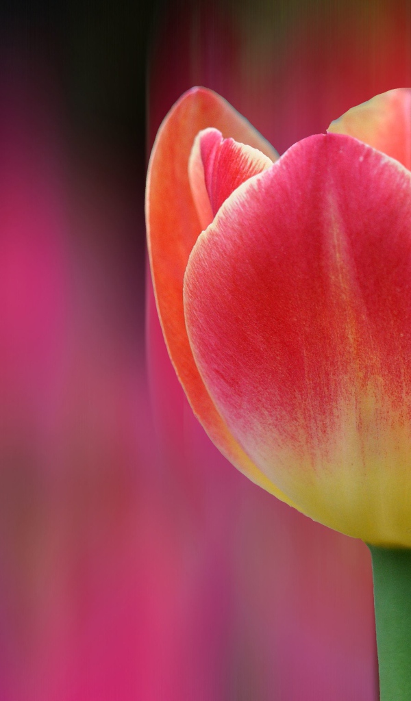 Одинокий розовый тюльпан 