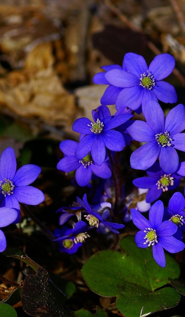 Маленькие синие цветы в сухой листве