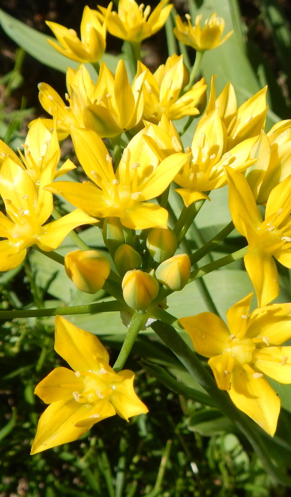 Маленькие желтые лилии вид сверху