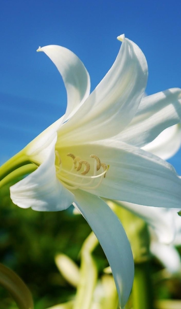 Белоснежная лилия под красивым голубым небом крупным планом