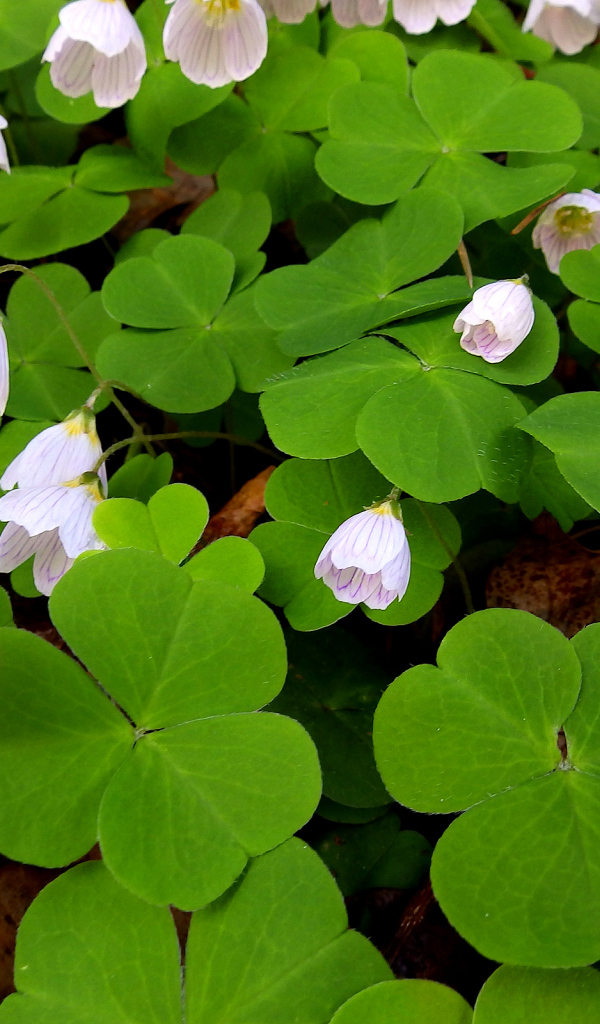 Цветы кислица с большими зелеными листьями 