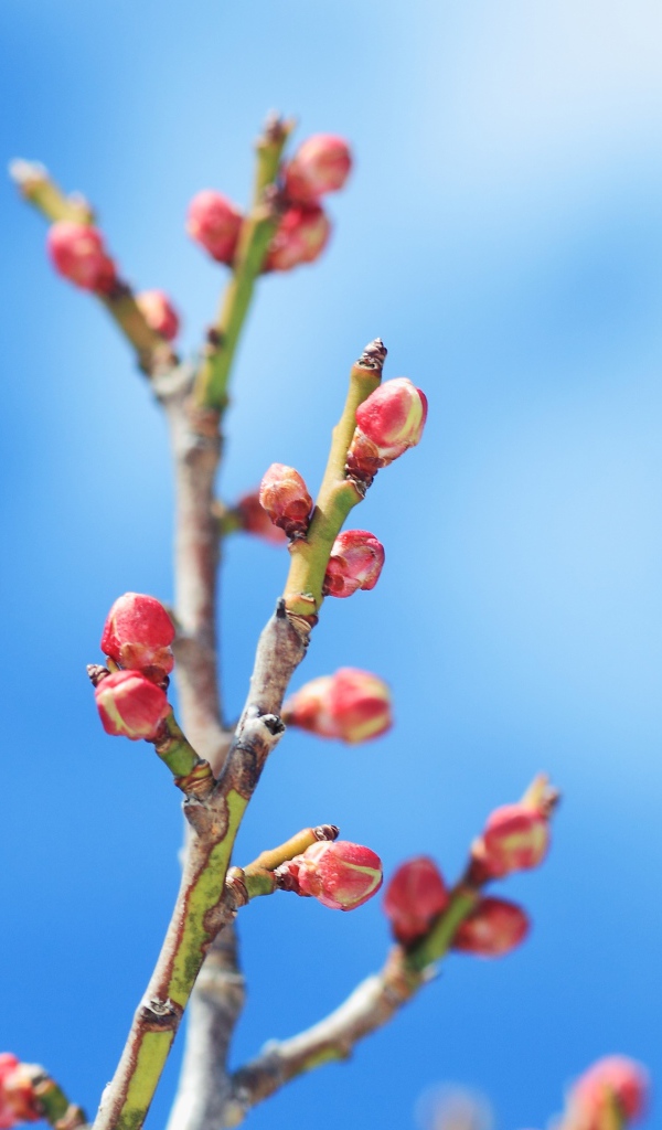 Распускающиеся почки деревьев весной