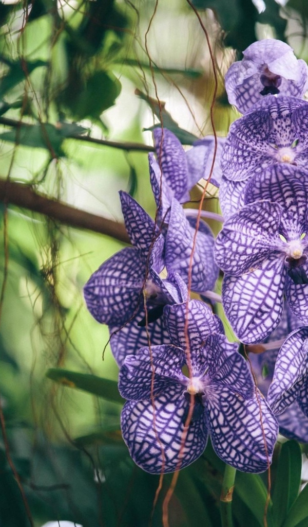 Полосатая фиолетовая экзотическая орхидея