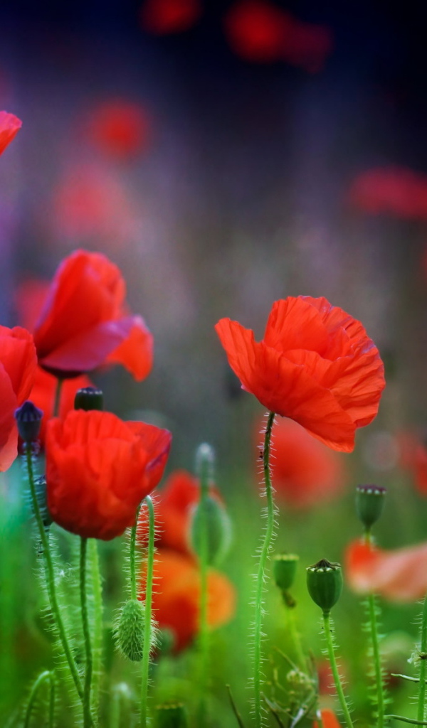 Летние красные цветы маки в поле