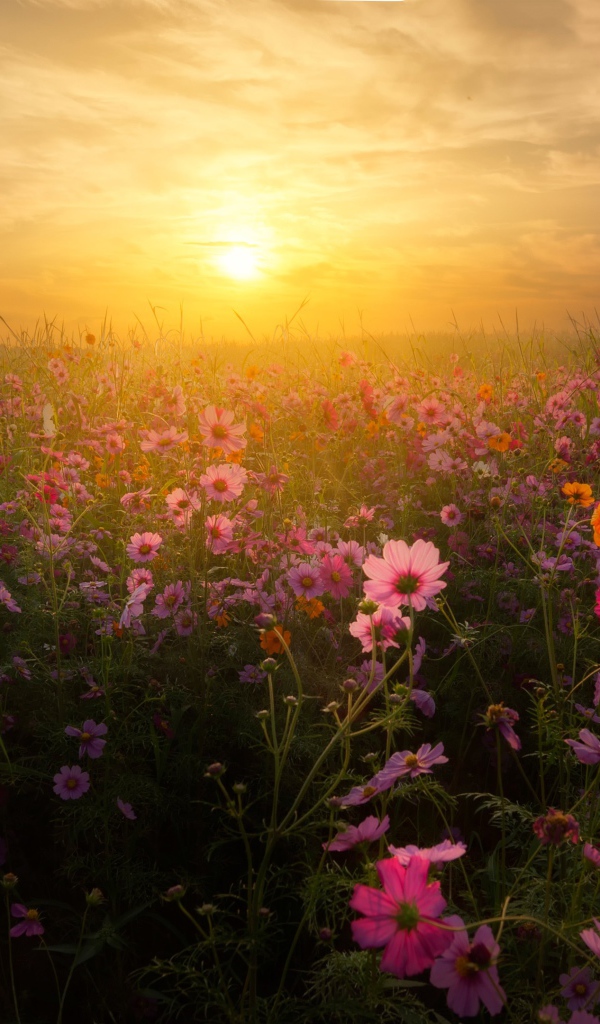 Восход солнца над полем космей 