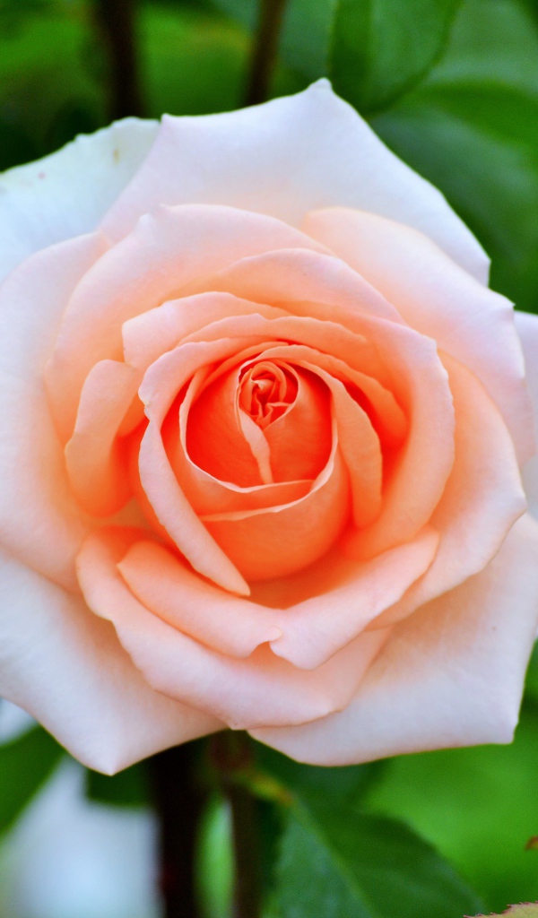 Нежная садовая роза кремового цвета 