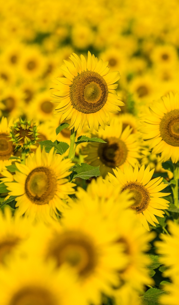 Поле солнечных цветущих подсолнухов летом