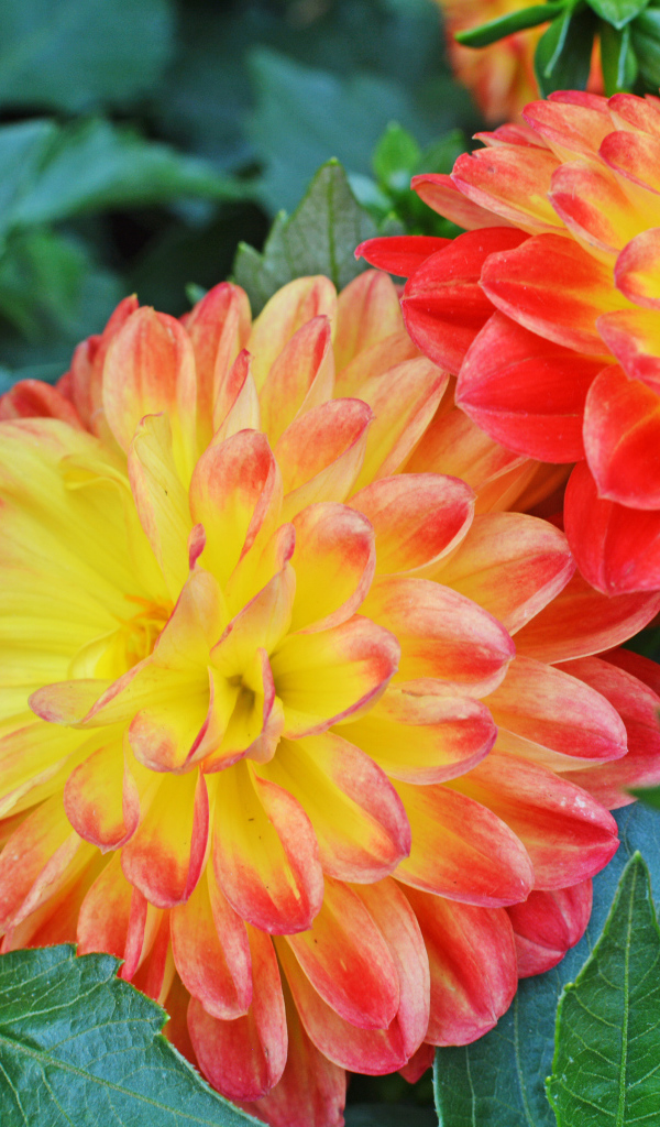 Три красивых оранжевых георгины 