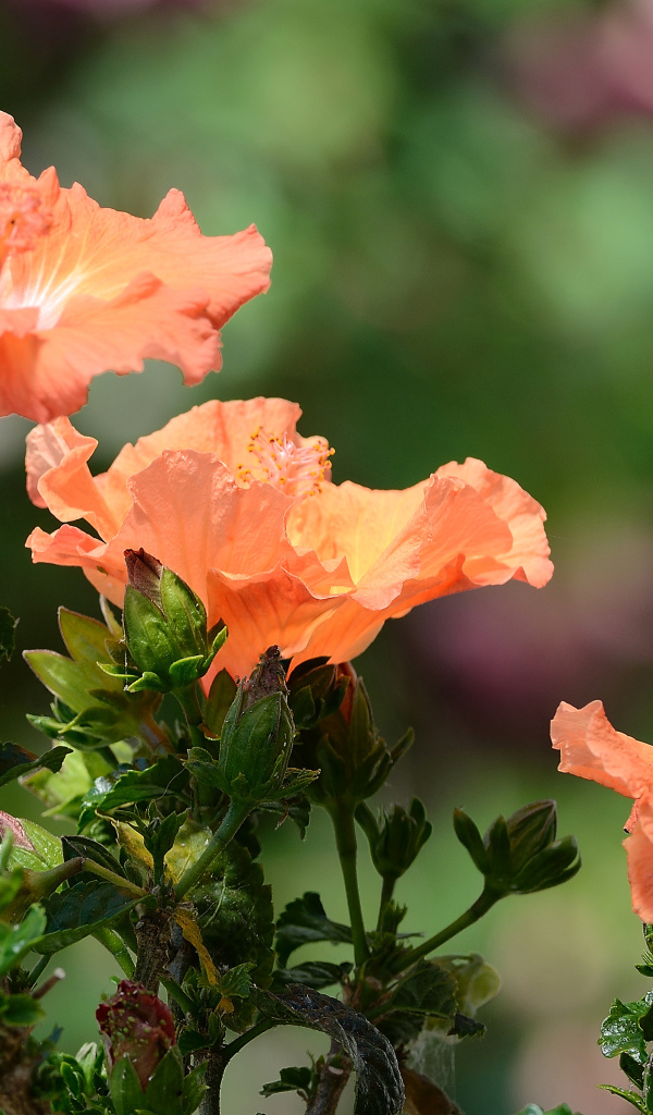 Три красивых оранжевых цветка гибискуса