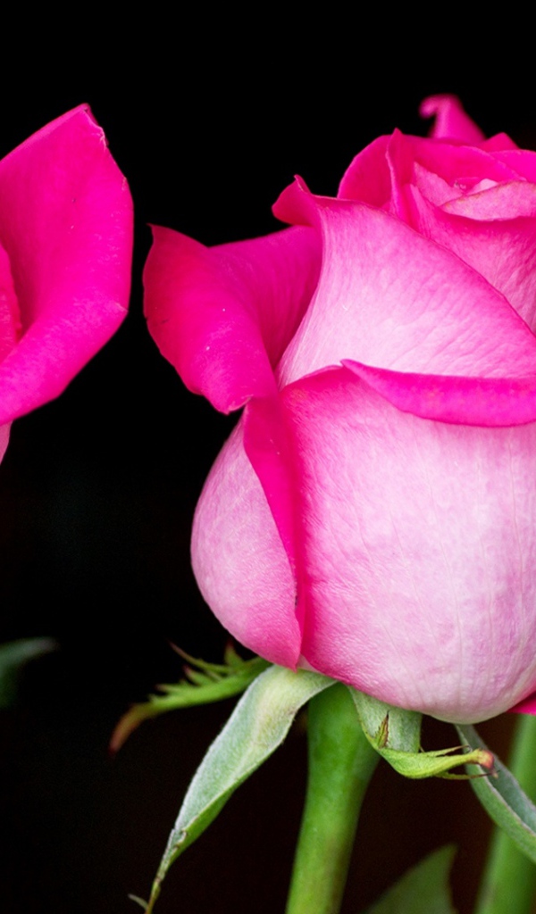Три красивых розовых розы на черном фоне 