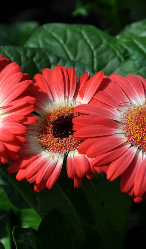 Три красивые красные герберы крупным планом