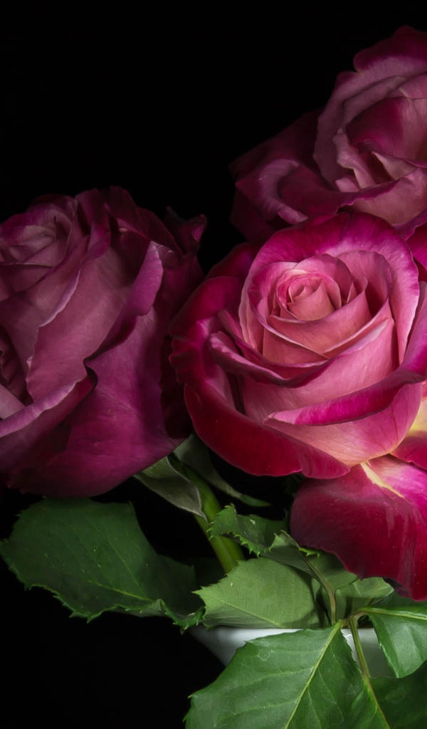 Три  красивых розы на черном фоне 