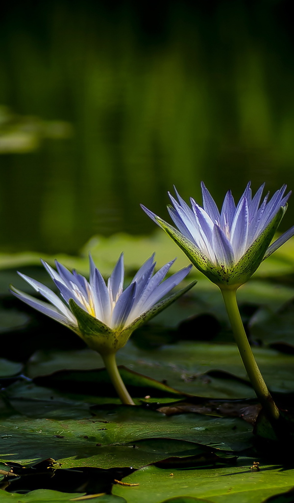 Три красивые фиолетовые кувшинки в воде