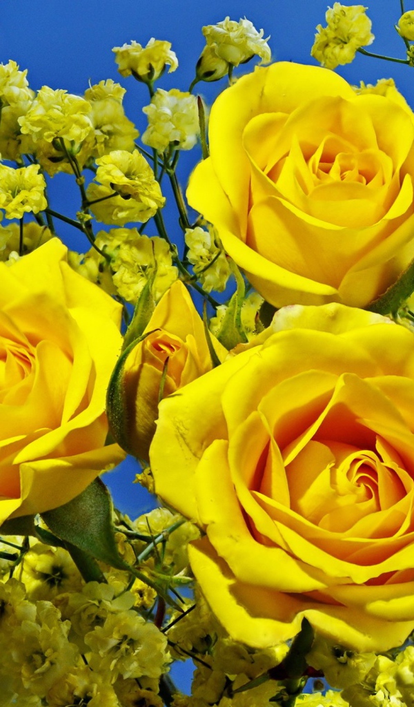 Три красивые желтые розы 