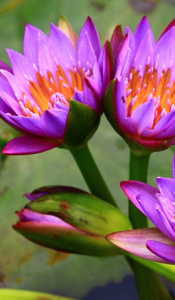 Три нежных сиреневых лотоса  в воде 