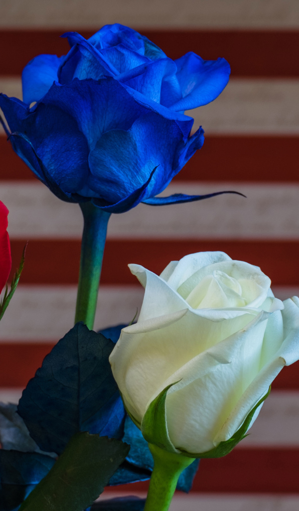 Три разноцветные розы крупным планом