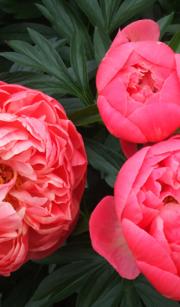 Три розовых пиона крупным планом 